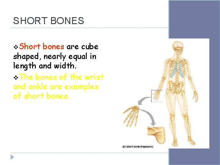 SHORT BONES v. Short bones are cube shaped, nearly equal in length and width.