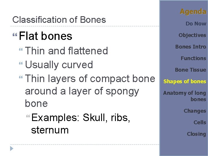 Classification of Bones Flat bones Thin and flattened Usually curved Thin layers of compact