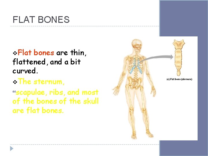 FLAT BONES v. Flat bones are thin, flattened, and a bit curved. v. The