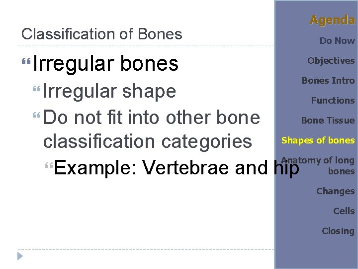 Classification of Bones Irregular bones Irregular shape Do not fit into other bone Agenda