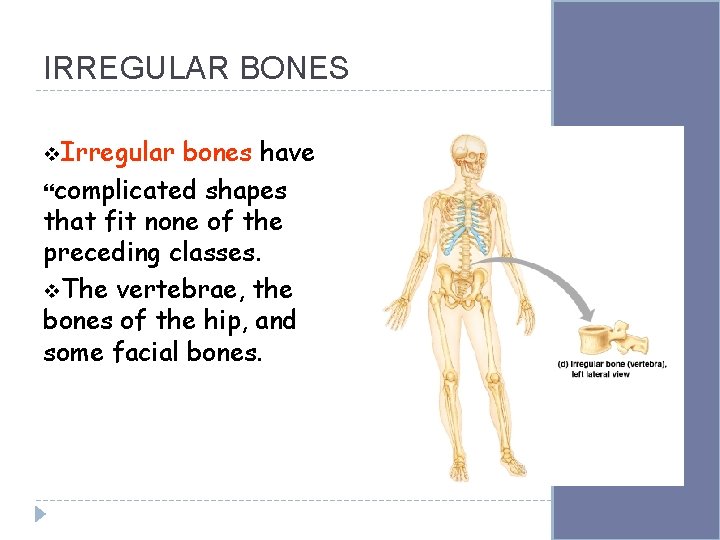 IRREGULAR BONES v. Irregular bones have complicated shapes that fit none of the preceding