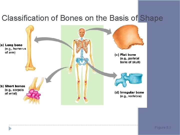 Classification of Bones on the Basis of Shape Figure 5. 1 