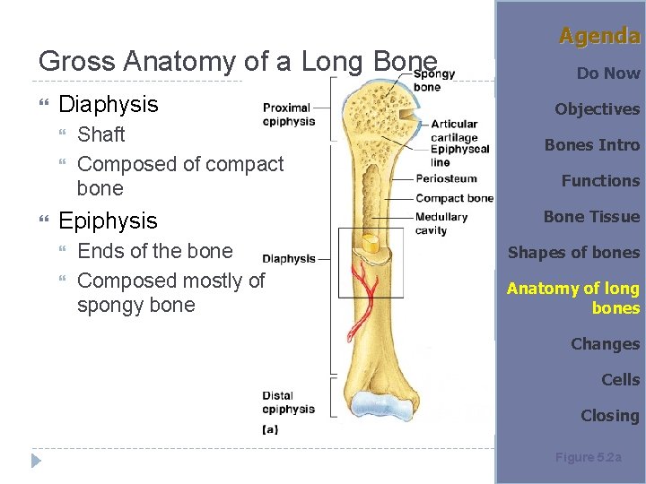 Gross Anatomy of a Long Bone Diaphysis Shaft Composed of compact bone Epiphysis Ends