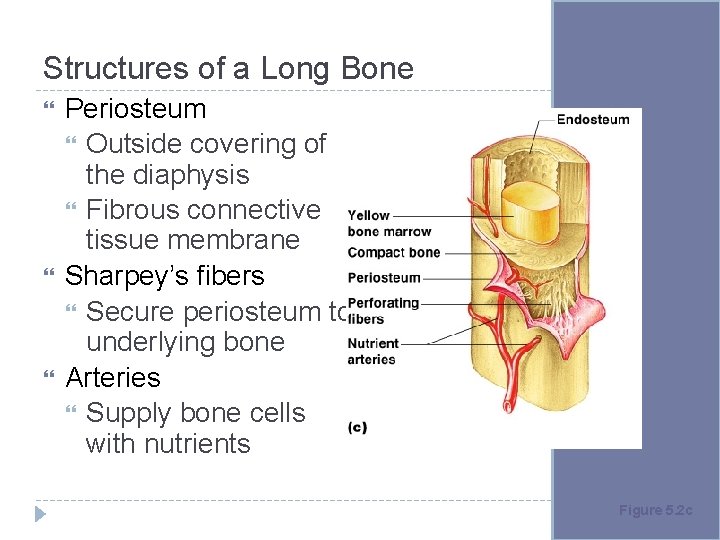 Structures of a Long Bone Periosteum Outside covering of the diaphysis Fibrous connective tissue