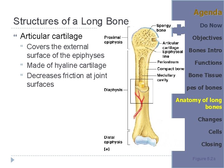 Structures of a Long Bone Articular cartilage Covers the external surface of the epiphyses