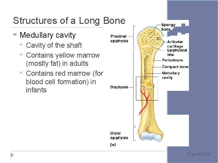 Structures of a Long Bone Medullary cavity Cavity of the shaft Contains yellow marrow