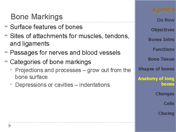 Bone Markings Surface features of bones Sites of attachments for muscles, tendons, and ligaments