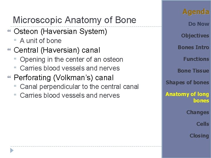 Microscopic Anatomy of Bone Osteon (Haversian System) Central (Haversian) canal A unit of bone