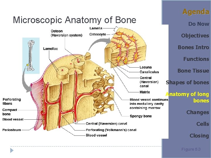 Microscopic Anatomy of Bone Agenda Do Now Objectives Bones Intro Functions Bone Tissue Shapes