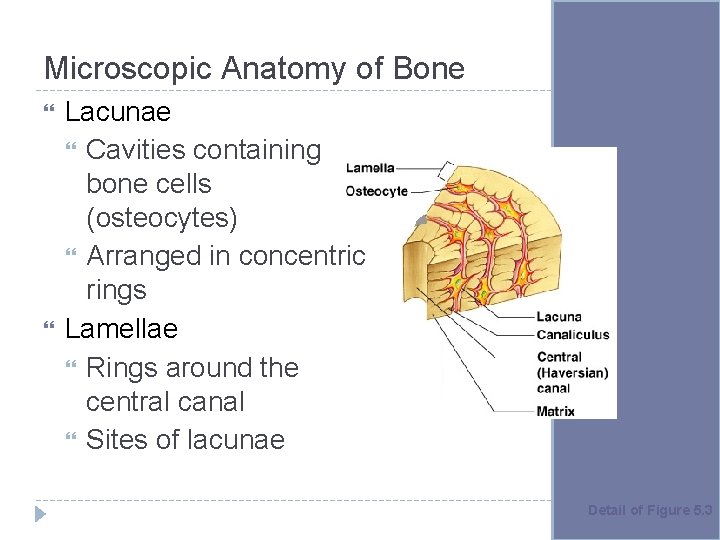 Microscopic Anatomy of Bone Lacunae Cavities containing bone cells (osteocytes) Arranged in concentric rings