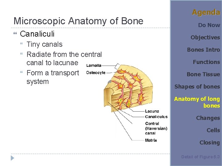 Microscopic Anatomy of Bone Canaliculi Tiny canals Radiate from the central canal to lacunae