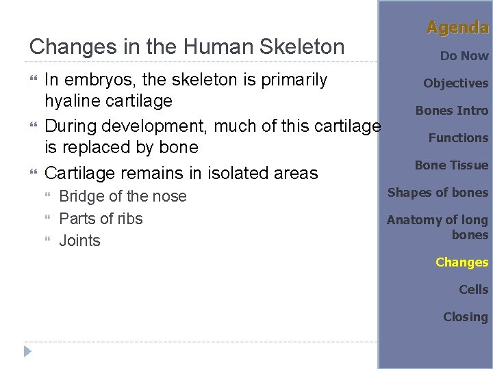 Changes in the Human Skeleton In embryos, the skeleton is primarily hyaline cartilage During