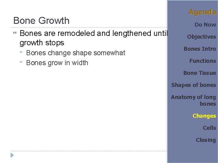 Bone Growth Bones are remodeled and lengthened until growth stops Bones change shape somewhat