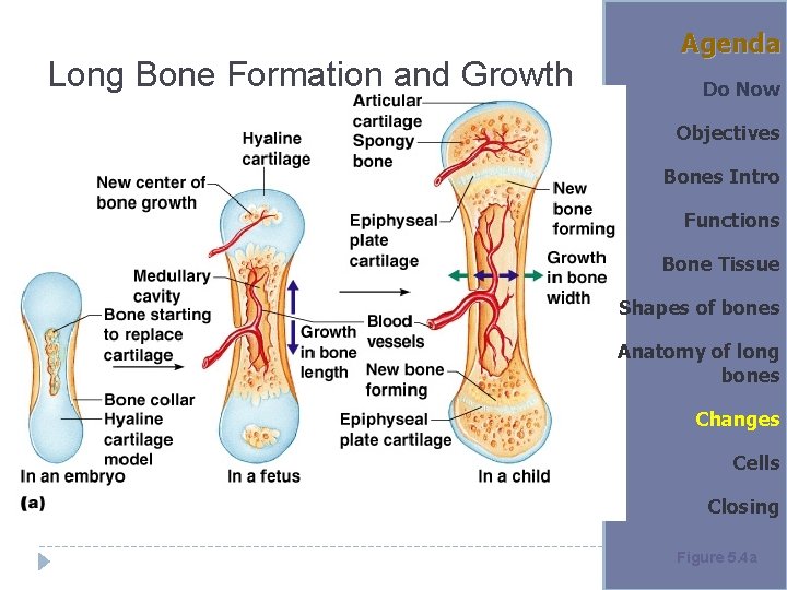 Long Bone Formation and Growth Agenda Do Now Objectives Bones Intro Functions Bone Tissue