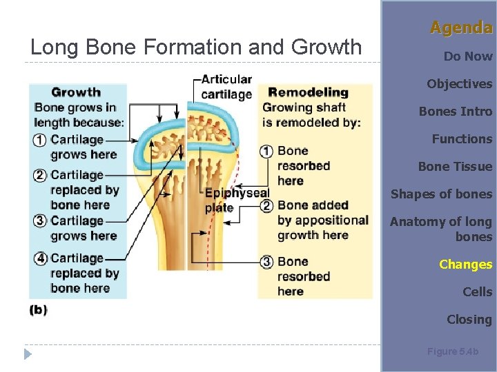 Long Bone Formation and Growth Agenda Do Now Objectives Bones Intro Functions Bone Tissue