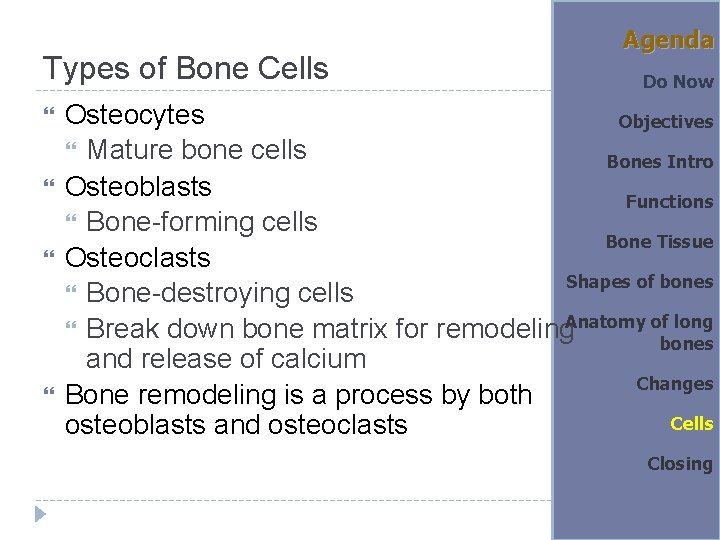 Types of Bone Cells Agenda Do Now Osteocytes Objectives Mature bone cells Bones Intro