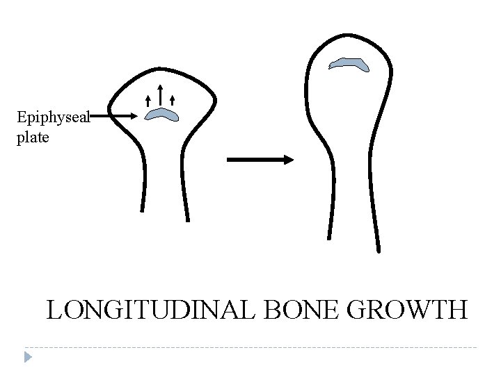 Epiphyseal plate LONGITUDINAL BONE GROWTH 