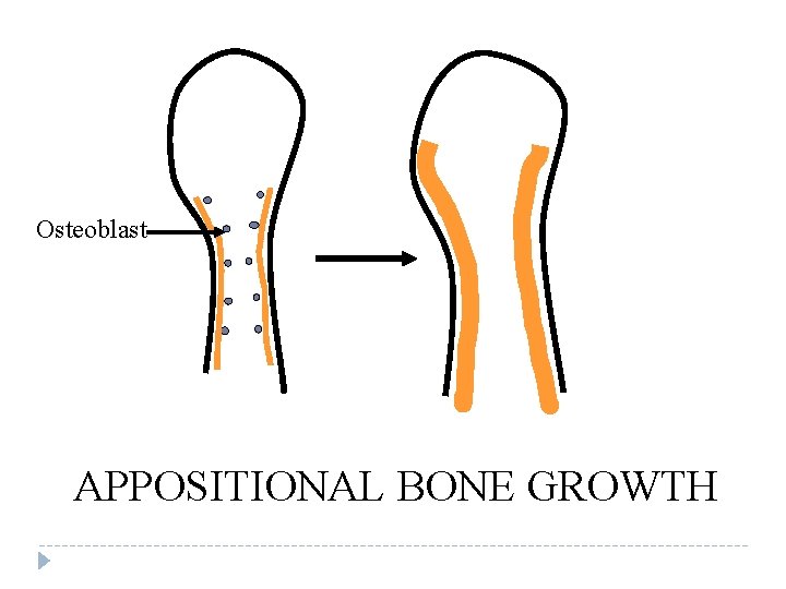 Osteoblast APPOSITIONAL BONE GROWTH 