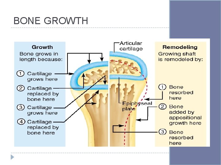 BONE GROWTH 