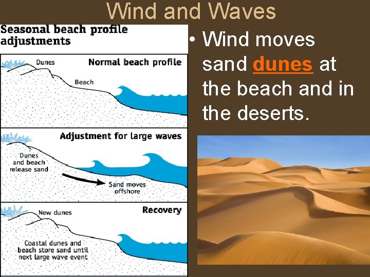 Wind and Waves • Wind moves sand dunes at the beach and in the