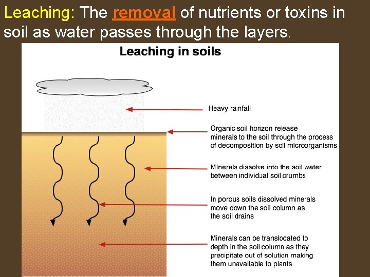 Leaching: The removal of nutrients or toxins in soil as water passes through the