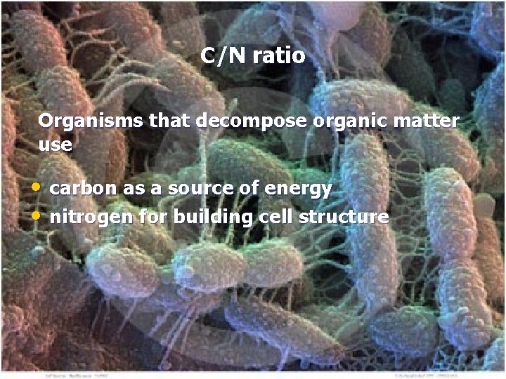 C/N ratio Organisms that decompose organic matter use • carbon as a source of