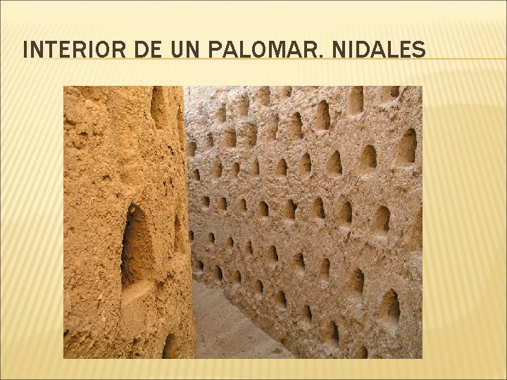 INTERIOR DE UN PALOMAR. NIDALES 