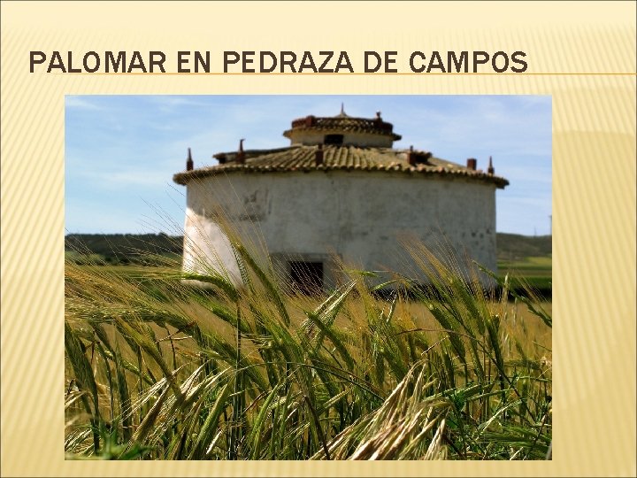 PALOMAR EN PEDRAZA DE CAMPOS 