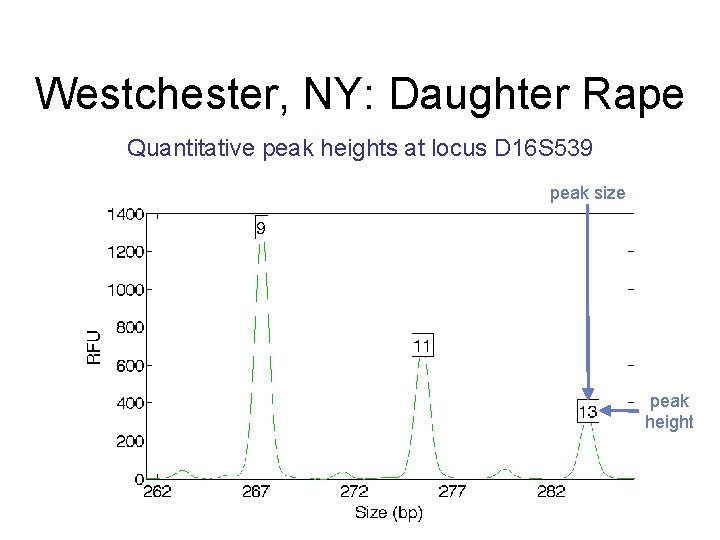 Westchester, NY: Daughter Rape Quantitative peak heights at locus D 16 S 539 peak