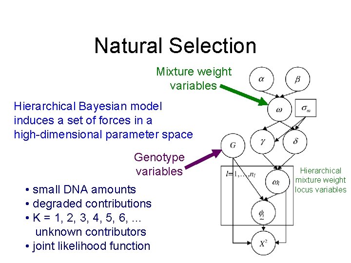 Natural Selection Mixture weight variables Hierarchical Bayesian model induces a set of forces in