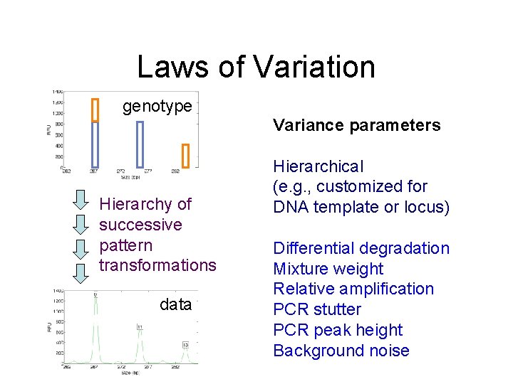 Laws of Variation genotype Variance parameters Hierarchy of successive pattern transformations data Hierarchical (e.