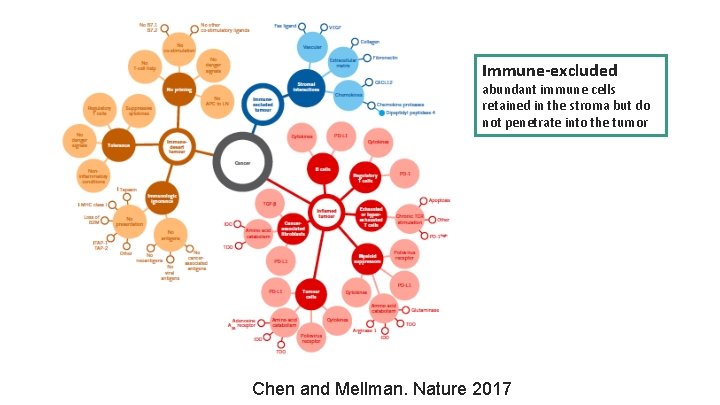 Immune-excluded abundant immune cells retained in the stroma but do not penetrate into the