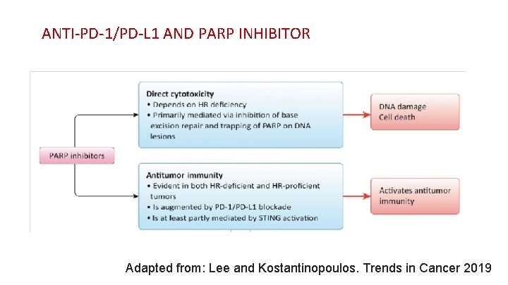 ANTI-PD-1/PD-L 1 AND PARP INHIBITOR Adapted from: Lee and Kostantinopoulos. Trends in Cancer 2019