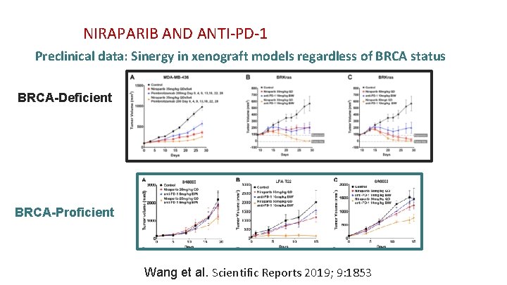 NIRAPARIB AND ANTI-PD-1 Preclinical data: Sinergy in xenograft models regardless of BRCA status BRCA-Deficient