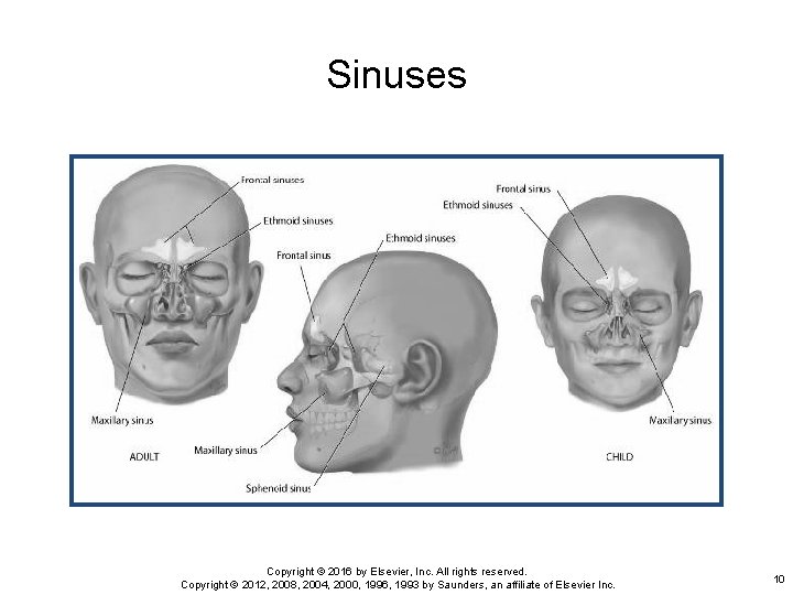 Sinuses Copyright © 2016 by Elsevier, Inc. All rights reserved. Copyright © 2012, 2008,