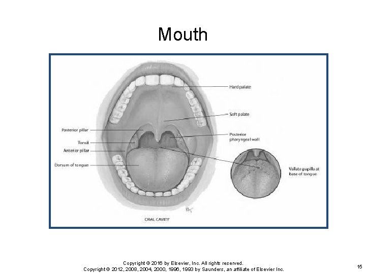 Mouth Copyright © 2016 by Elsevier, Inc. All rights reserved. Copyright © 2012, 2008,