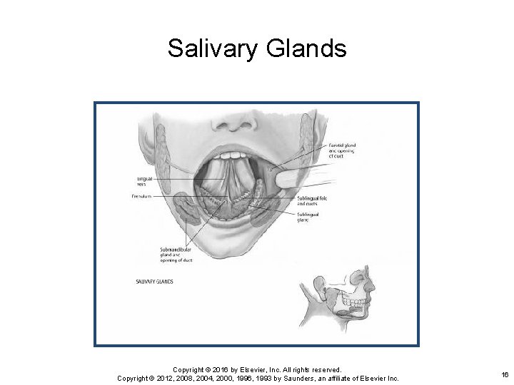 Salivary Glands Copyright © 2016 by Elsevier, Inc. All rights reserved. Copyright © 2012,