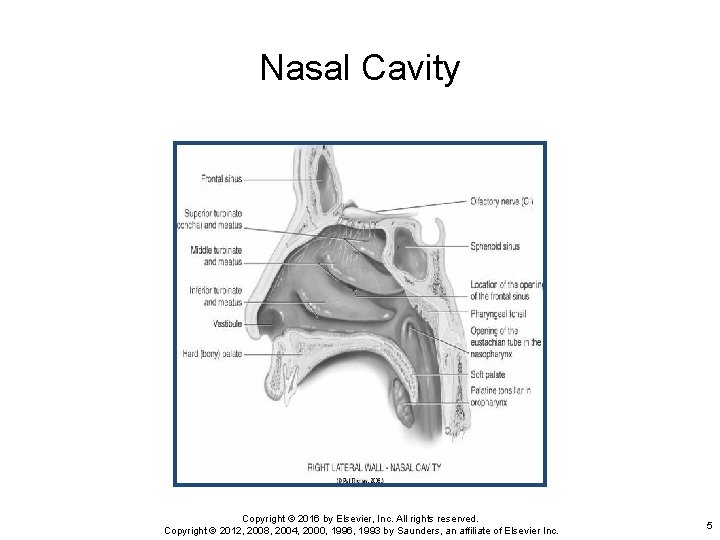 Nasal Cavity Copyright © 2016 by Elsevier, Inc. All rights reserved. Copyright © 2012,