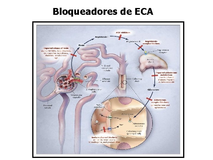 Bloqueadores de ECA 