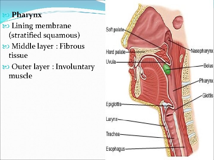  Pharynx Lining membrane (stratified squamous) Middle layer : Fibrous tissue Outer layer :