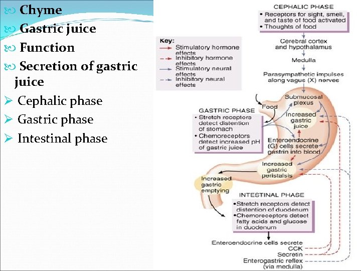  Chyme Gastric juice Function Secretion of gastric juice Ø Cephalic phase Ø Gastric