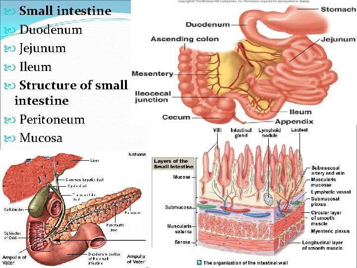  Small intestine Duodenum Jejunum Ileum Structure of small intestine Peritoneum Mucosa 