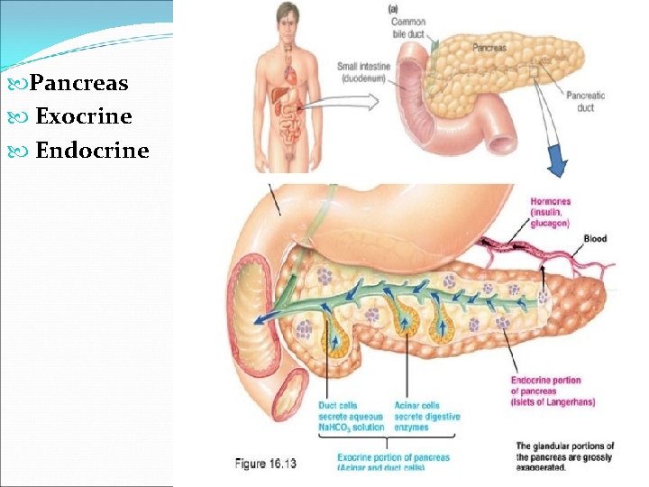  Pancreas Exocrine Endocrine 