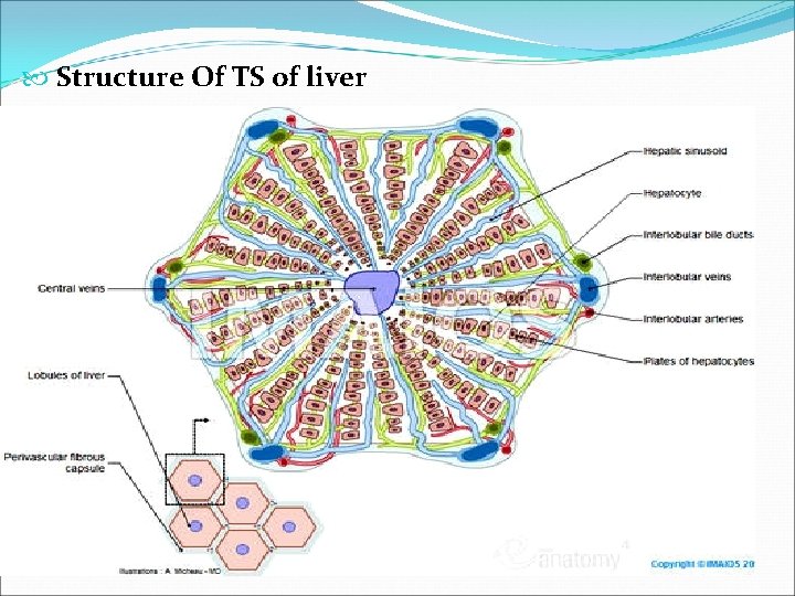  Structure Of TS of liver 