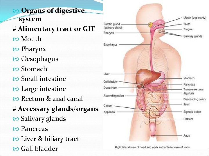  Organs of digestive system # Alimentary tract or GIT Mouth Pharynx Oesophagus Stomach