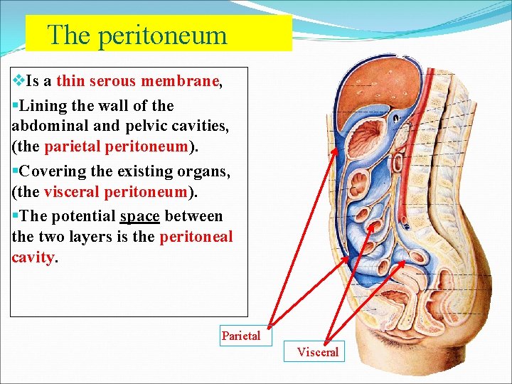 the-peritoneum-peritoneal-cavity-dr-kumar-satish-ravi
