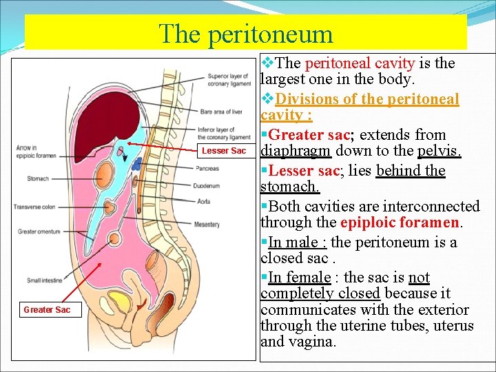 The peritoneum Lesser Sac Greater Sac v. The peritoneal cavity is the large...