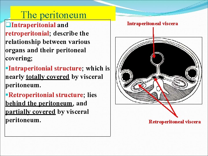 The peritoneum q. Intraperitonial and retroperitonial; describe the relationship between various organs and their