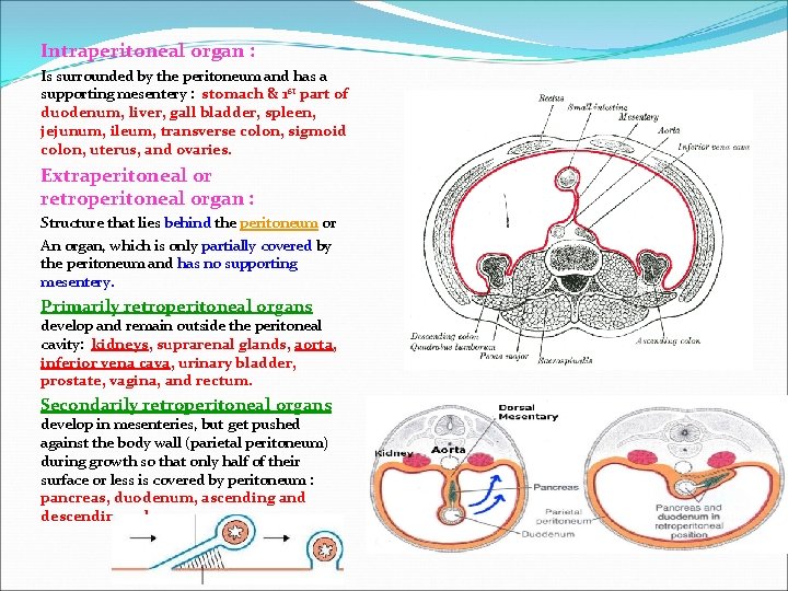 Intraperitoneal organ : Is surrounded by the peritoneum and has a supporting mesentery :