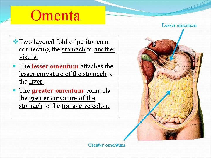 Omenta Lesser omentum v Two layered fold of peritoneum connecting the stomach to another